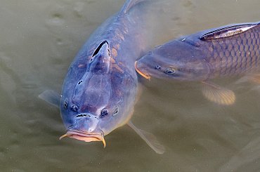 Vysoké teploty vody mohou v následujících dnech způsobit úhyn ryb v řekách